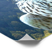 ホワイト《鳥》ハヤブサ ポスター (角)