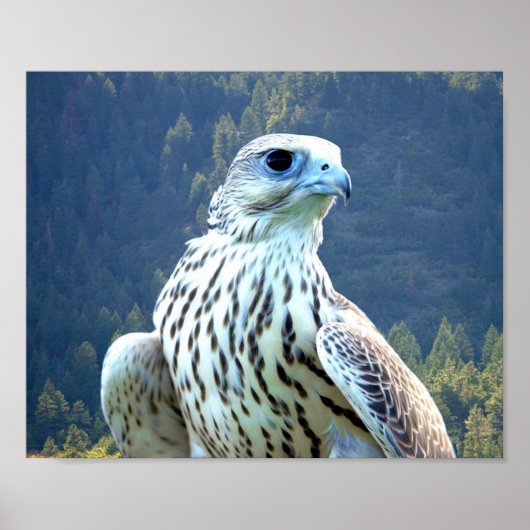 ホワイト《鳥》ハヤブサ ポスター (正面)