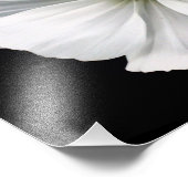 ホワイトCosmosフォトプリント フォトプリント (角)