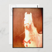 ホワファンシーイトサーカスポニーヴィンテージジプシースタイル ポストカード (正面/裏面)