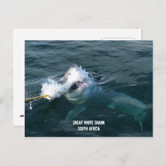 ホワ素晴らしイトシャーク – 南アフリカ ポストカード (正面/裏面)