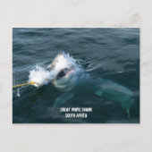 ホワ素晴らしイトシャーク – 南アフリカ ポストカード (正面)