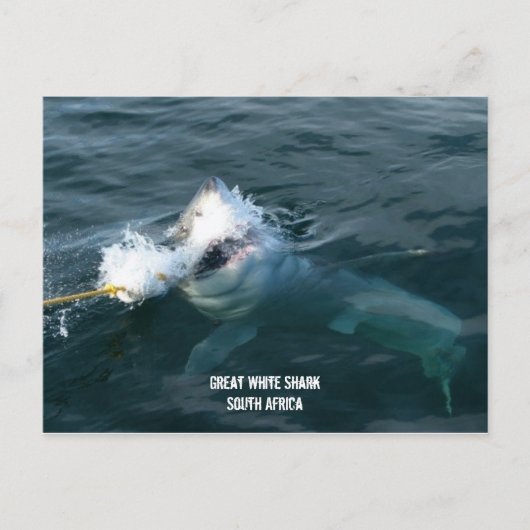 ホワ素晴らしイトシャーク – 南アフリカ ポストカード (正面)