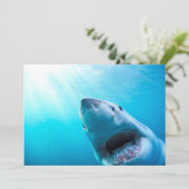 ホワ素晴らしメ |南アフリカ カード (スタンド正面)