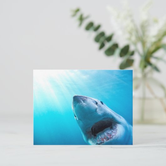 ホワ素晴らしメ |南アフリカ ポストカード (スタンド正面)