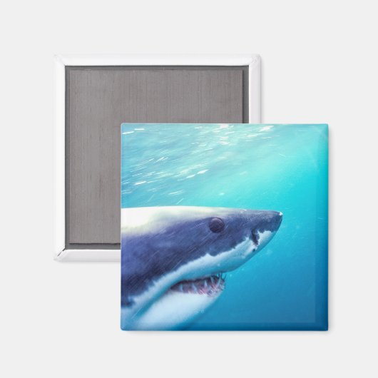 ホワ素晴らしメ |南アフリカ マグネット (正面/裏面)