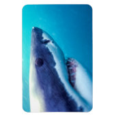 ホワ素晴らしメ |南アフリカ マグネット (縦)