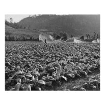 ホンジュラスのタバコ畑のヴィンテージ写真