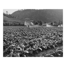 ホンジュラスのタバコ畑のヴィンテージ写真 ポスター