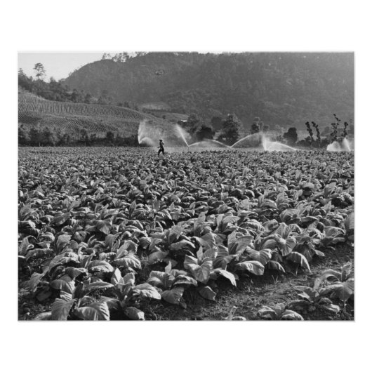 ホンジュラスのタバコ畑のヴィンテージ写真 ポスター (正面)