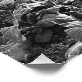 ホンジュラスのタバコ畑のヴィンテージ写真 ポスター (コーナー)