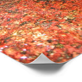 ホンジュラスの藻類 ポスター (角)