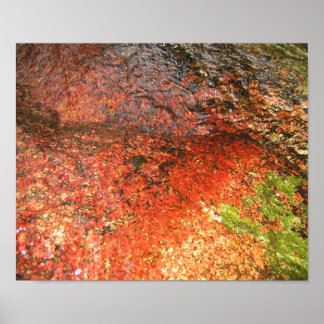 ホンジュラスの藻類 ポスター