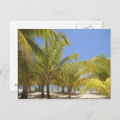 ホンジュラスホワイトサンドビーチにヤシの木 ポストカード (正面/裏面)