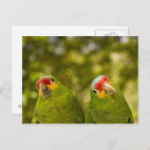 ホンジュラス・コパン ポストカード (正面/裏面)