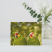 ホンジュラス・コパン ポストカード (スタンド正面)