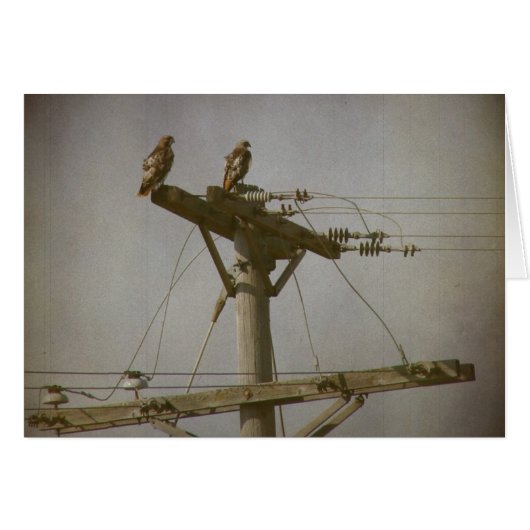 ホークの力 (正面横)