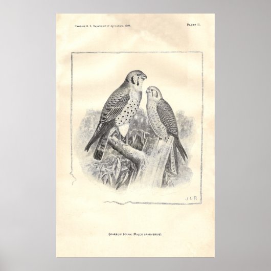 ホークの白と黒 ポスター (正面)