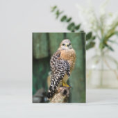 ホークはがき ポストカード (スタンド正面)