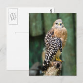 ホークはがき ポストカード (正面/裏面)