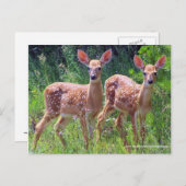 ホークウィードのツインの子鹿ポストカー ポストカード (正面/裏面)