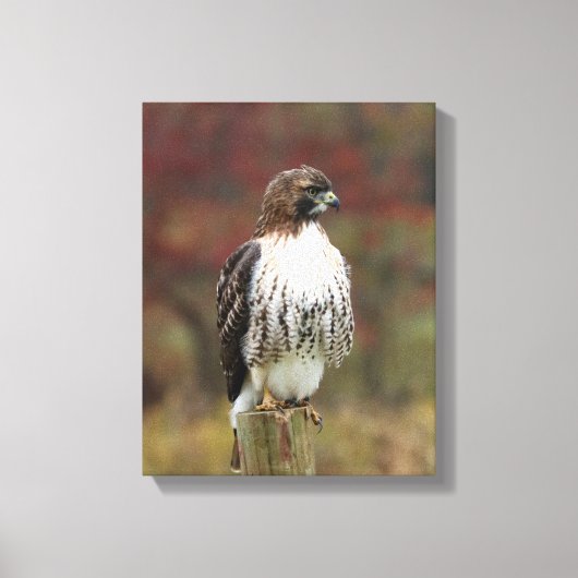 ホークキャンバス キャンバスプリント (正面)