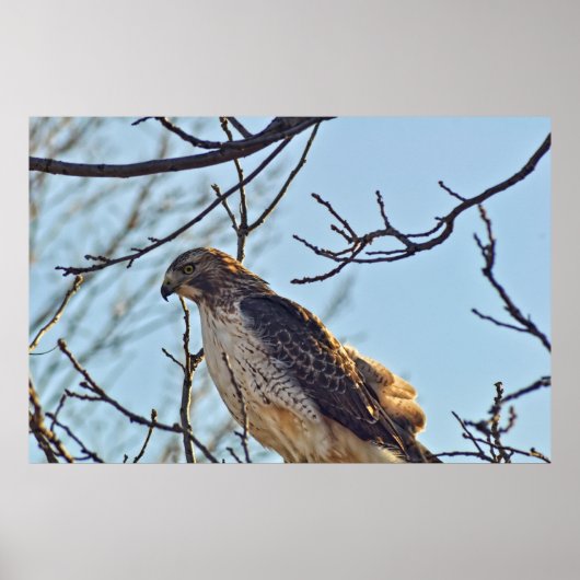 ホークスアイ ポスター (正面)