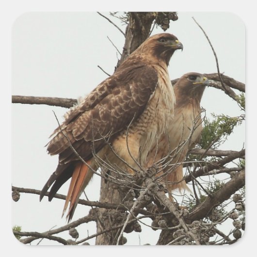 ホークステッカー スクエアシール (正面)