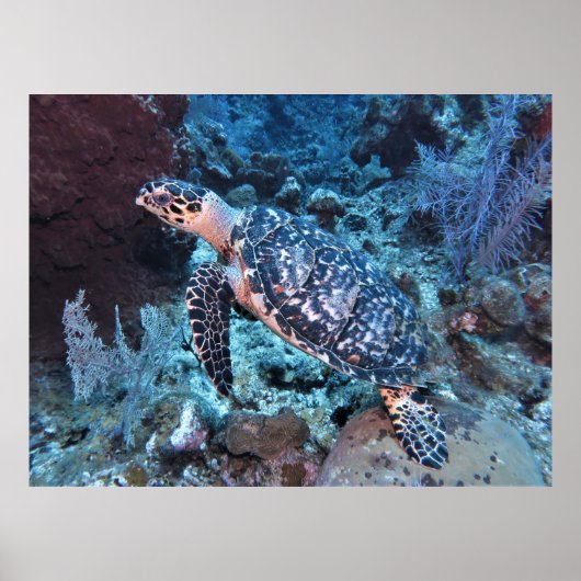 ホークスビルが混じり合う ポスター (正面)