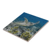 ホークスビル海タートルスイミング タイル (側面)