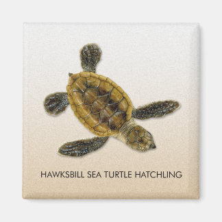 ホークスビル海タートルハッチリングマグネット マグネット