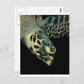 ホークスビル・エンジェル ポストカード (正面/裏面)