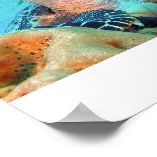 ホークスビル・カメ ポスター (角)