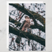 ホークフォトプリント (正面/裏面)