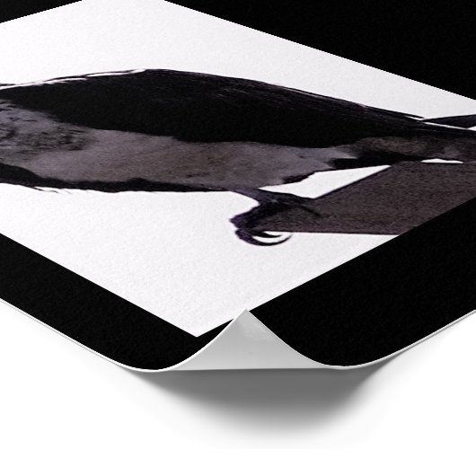 ホーク写真 ポスター (角)