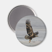 ホーク磁石 マグネット (正面/裏面)