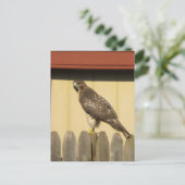 ホーク葉書 ポストカード (スタンド正面)