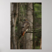 ホーク ポスター (正面)