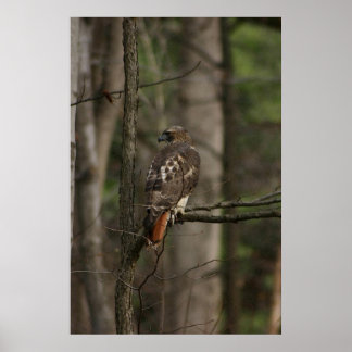 ホーク ポスター