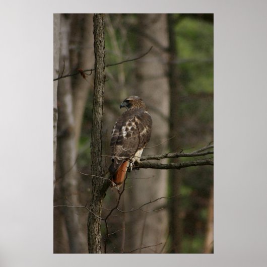 ホーク ポスター (正面)