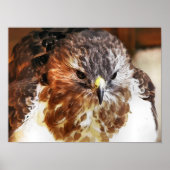 ホーク ポスター (正面)