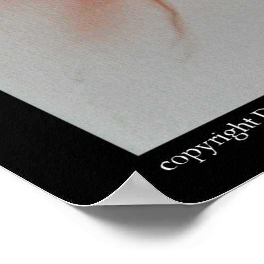 ホーク ポスター (角)