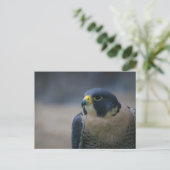 ホーク ポストカード (スタンド正面)