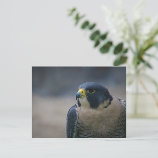 ホーク ポストカード (スタンド正面)