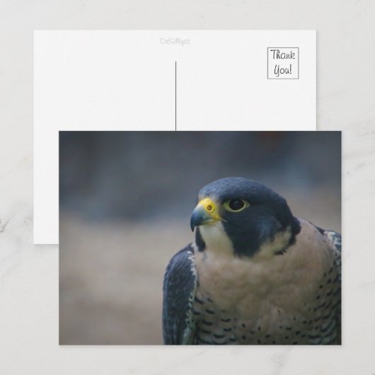 ホーク ポストカード (正面/裏面)