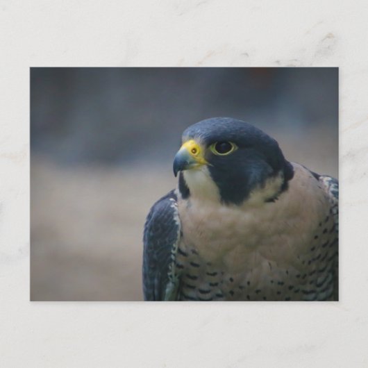 ホーク ポストカード (正面)