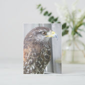 ホーク ポストカード (スタンド正面)