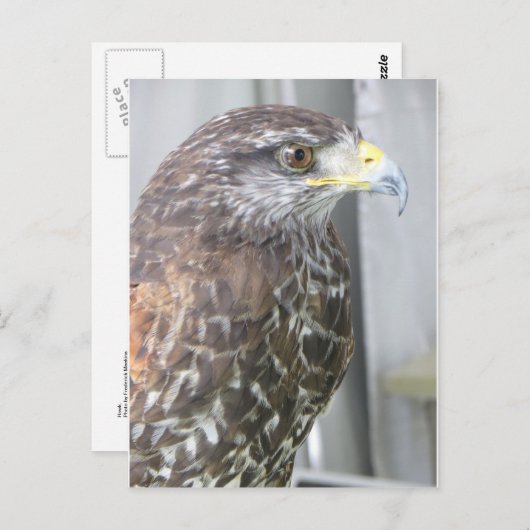 ホーク ポストカード (正面/裏面)