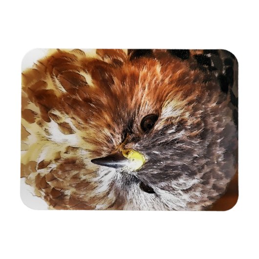 ホーク マグネット (横)