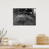 ホーグスヘッド、ビュートパーク、カーディフ ポスター (キッチン)